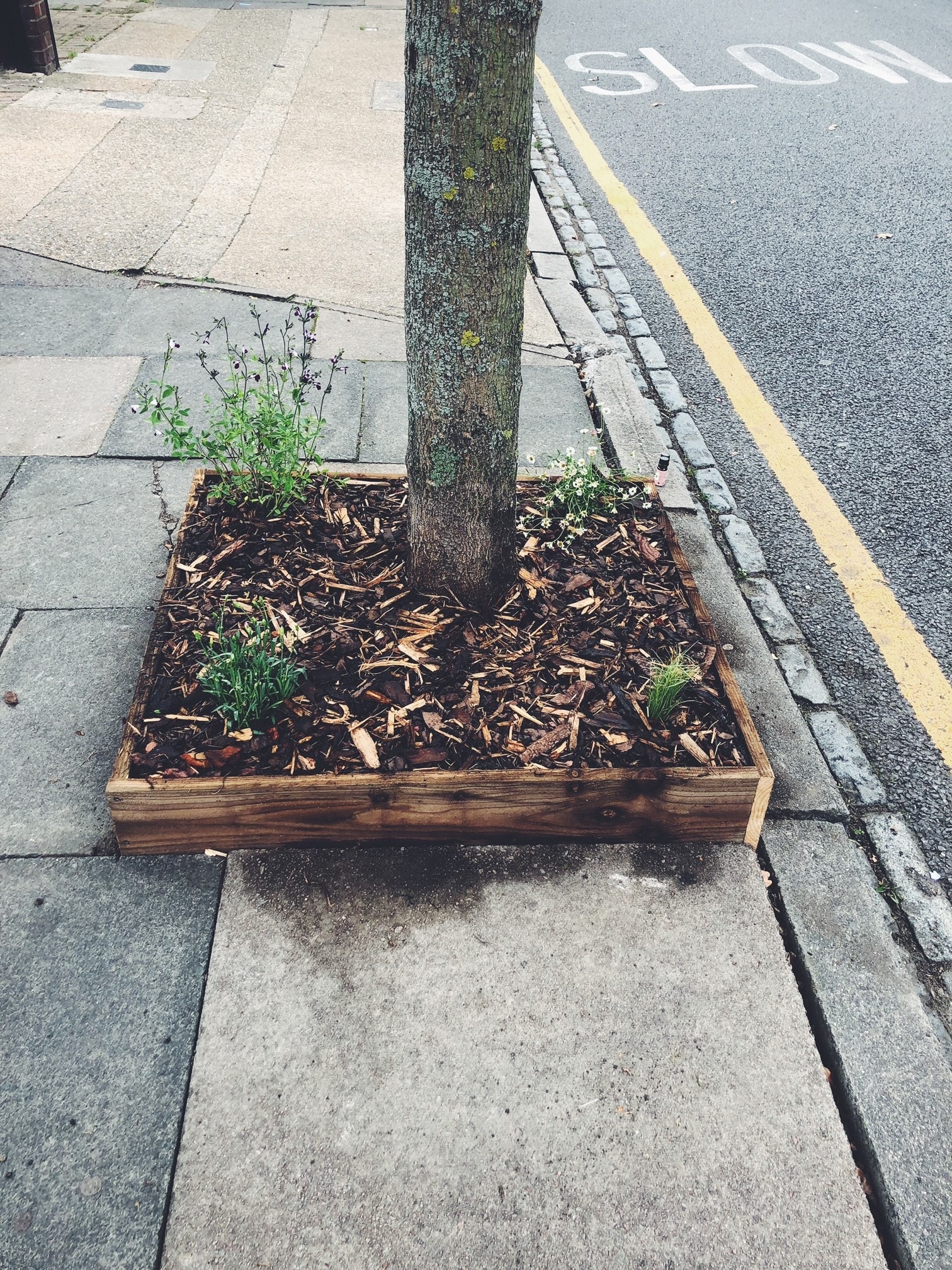 We planted hundreds of spring bulbs, they’re just popping through now so we all can’t wait to see the pretty flowers against the grey pavement.