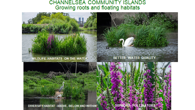 Images showing our first floating island on the Channelsea River