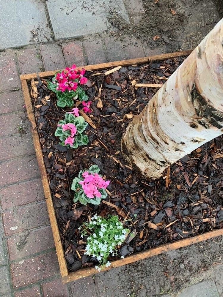I created some diy tree pit kits - I put together the treated wood, screws, compost, plants, bulbs and bark chip. This feels like a better way to fulfil the rest of the project though just at test stage for now. So far we’ve taken over around 17 tree pits across FGN and FGS.